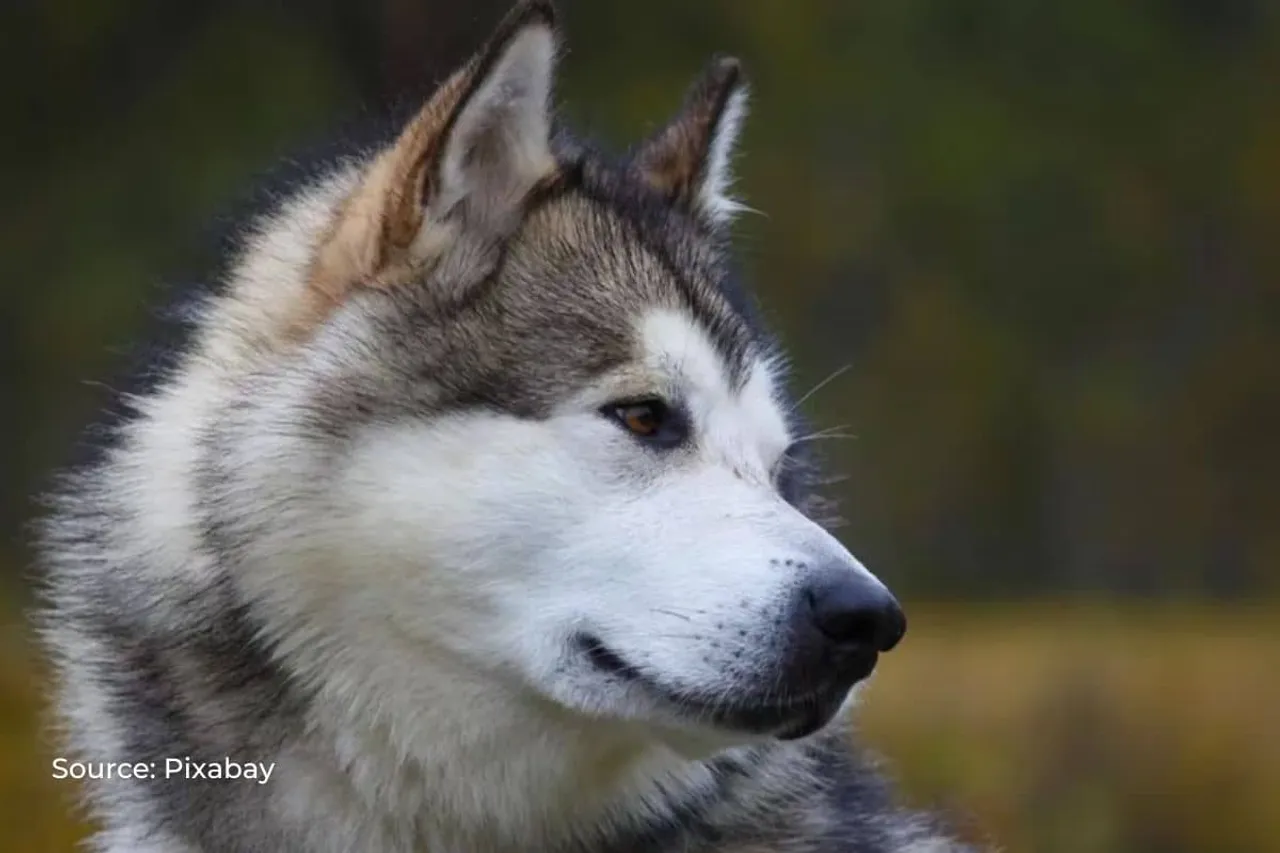 Do dogs speak the same 'language' as wolves?