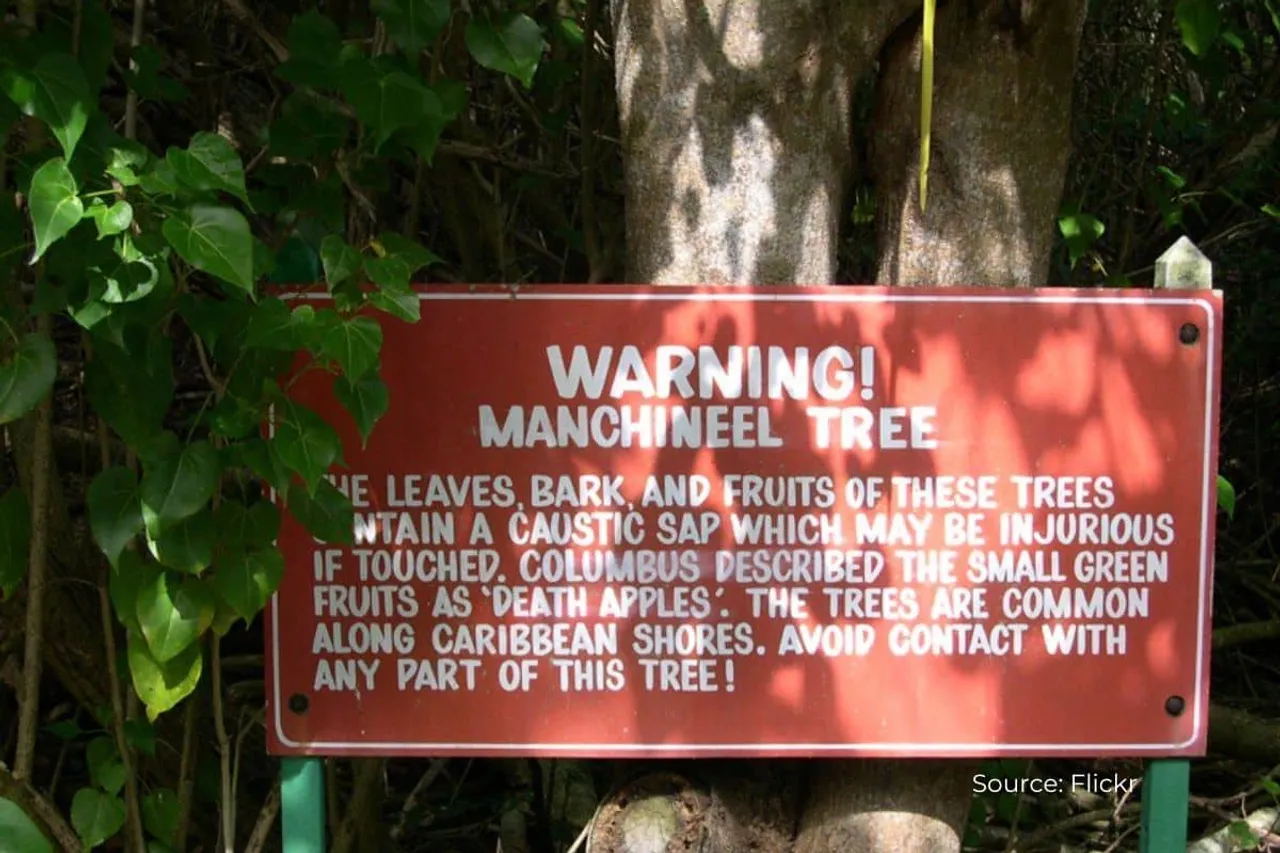 Where does the deadliest tree Manchineel found on earth?