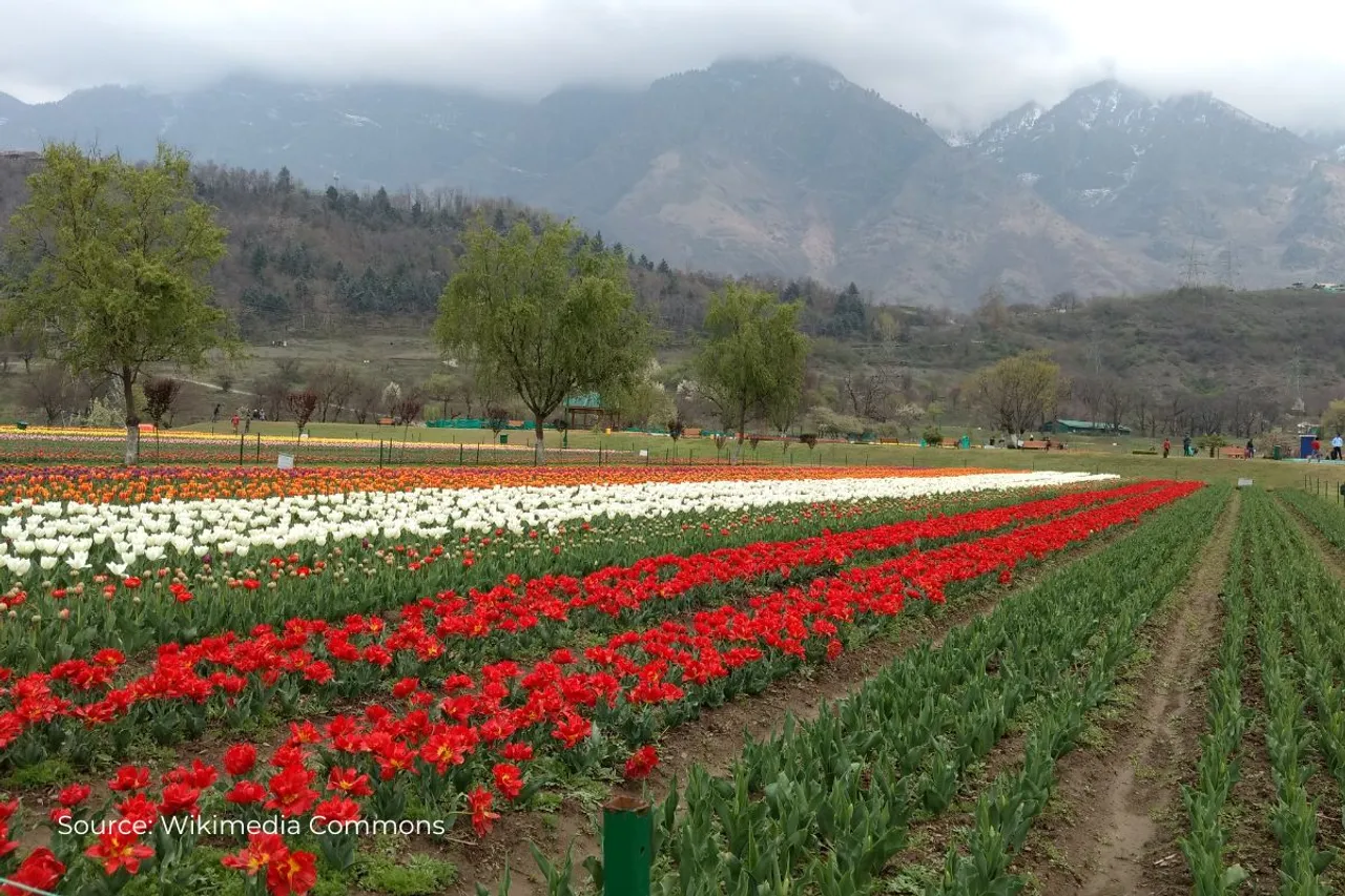 Spring in Srinagar's Tulip Garden is no longer what it used to be