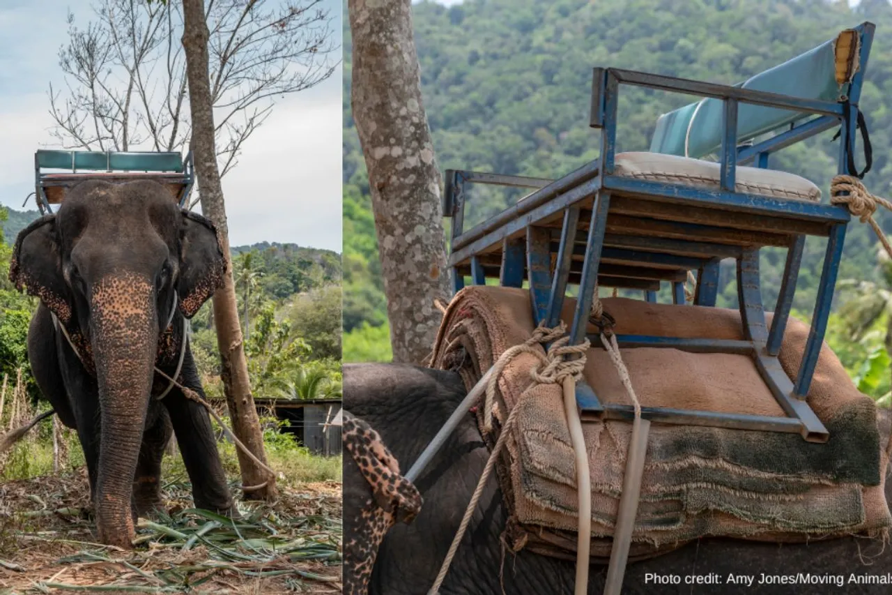 The Harmful effects of tourist rides on Elephants' bodies