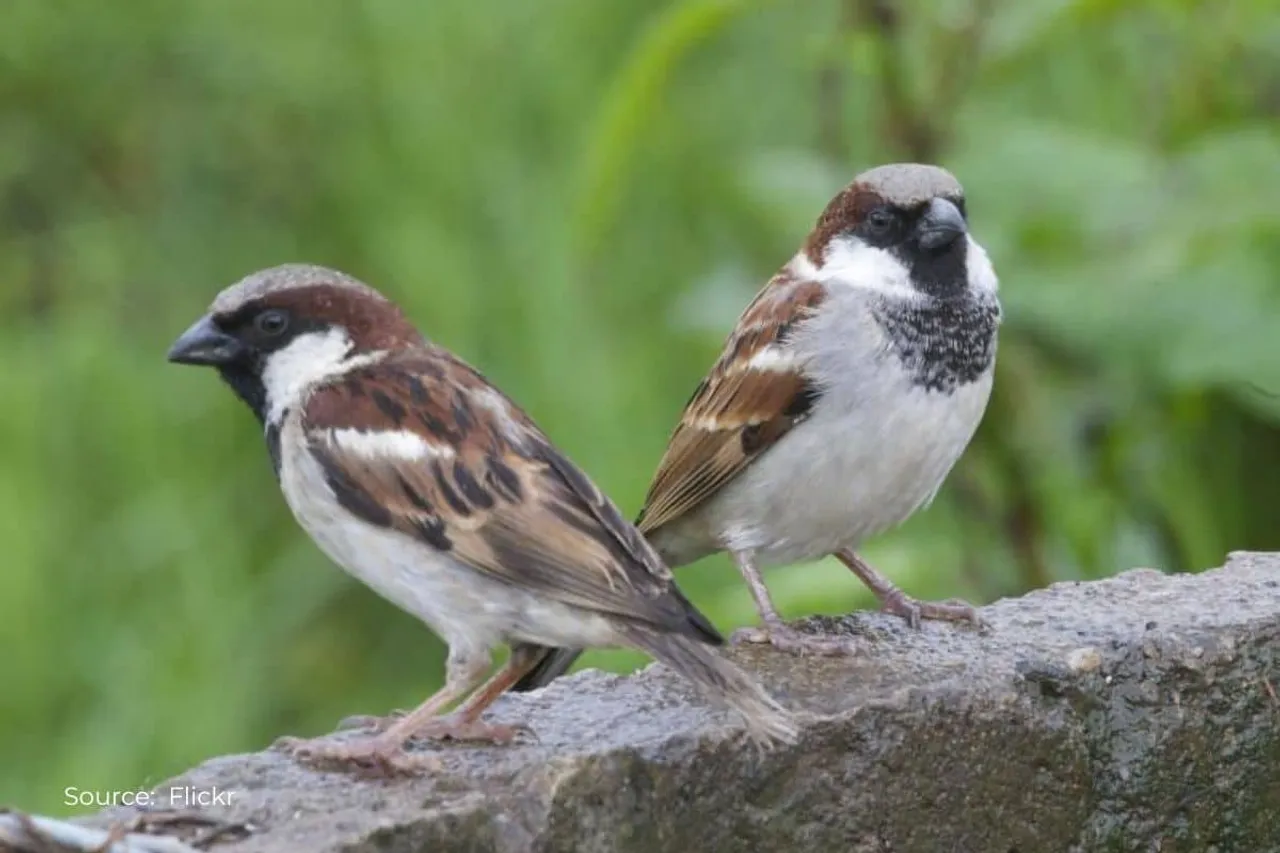 World Sparrow Day 2023: History, importance, and significance