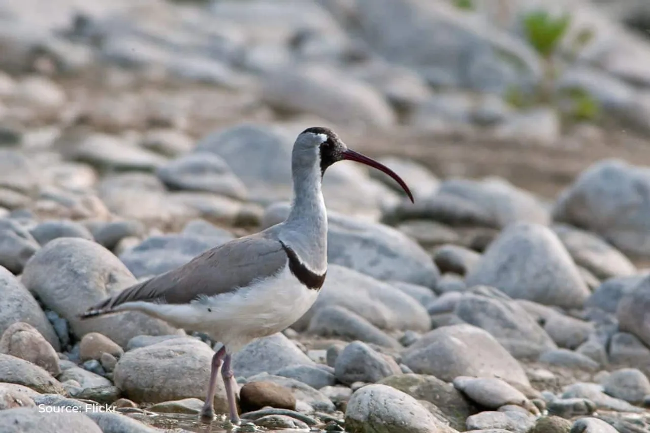 Bird watchers favorite, mystery bird 'Ibisbill' is in danger in Kashmir