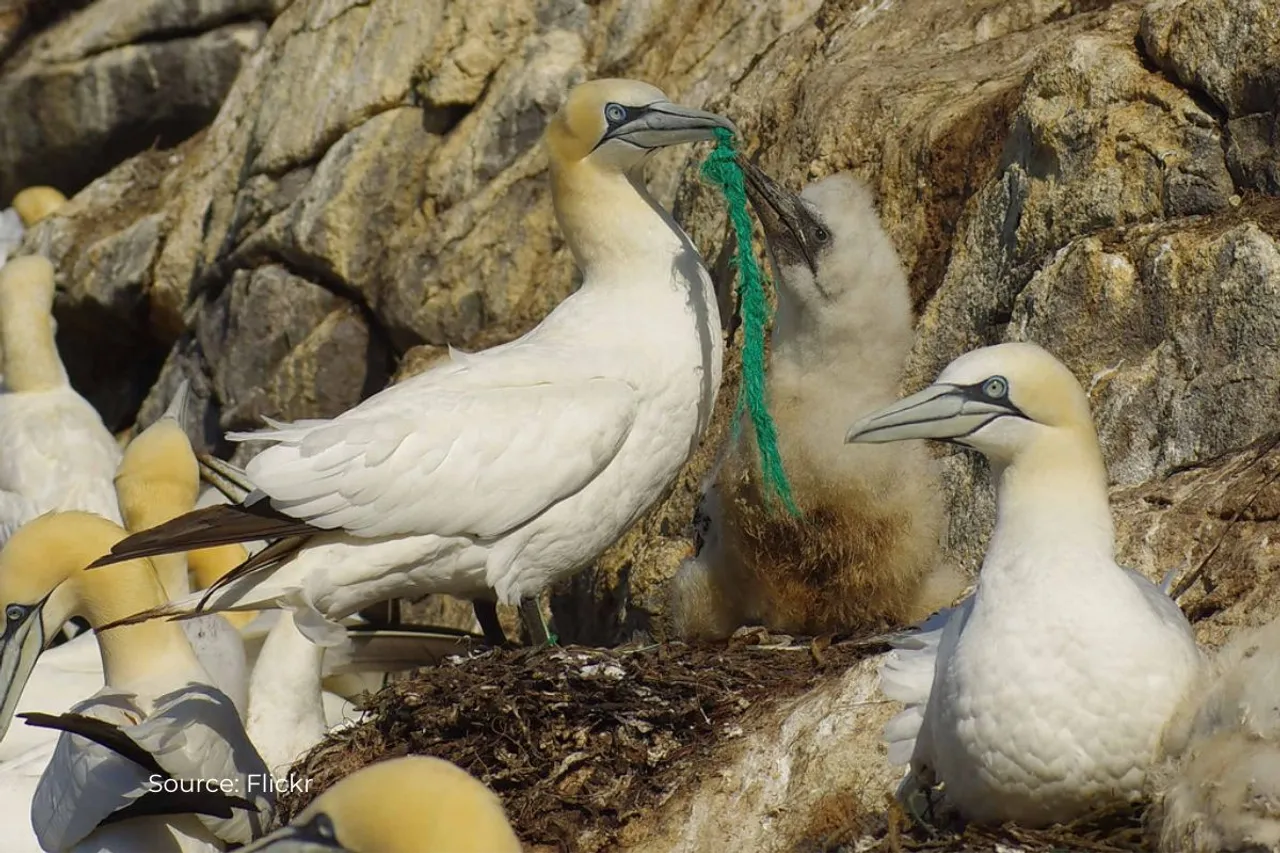 What is plasticosis disease caused by plastic pollution in birds?