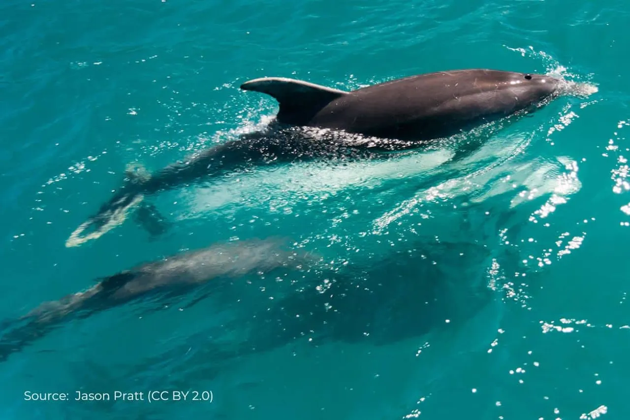 Impact of Nord Stream explosions on marine animals