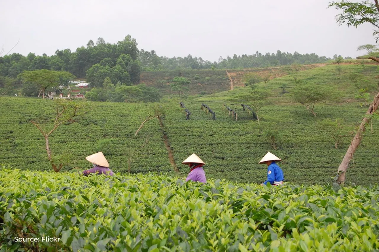 Climate change threatens global tea sector: Indian Tea Association