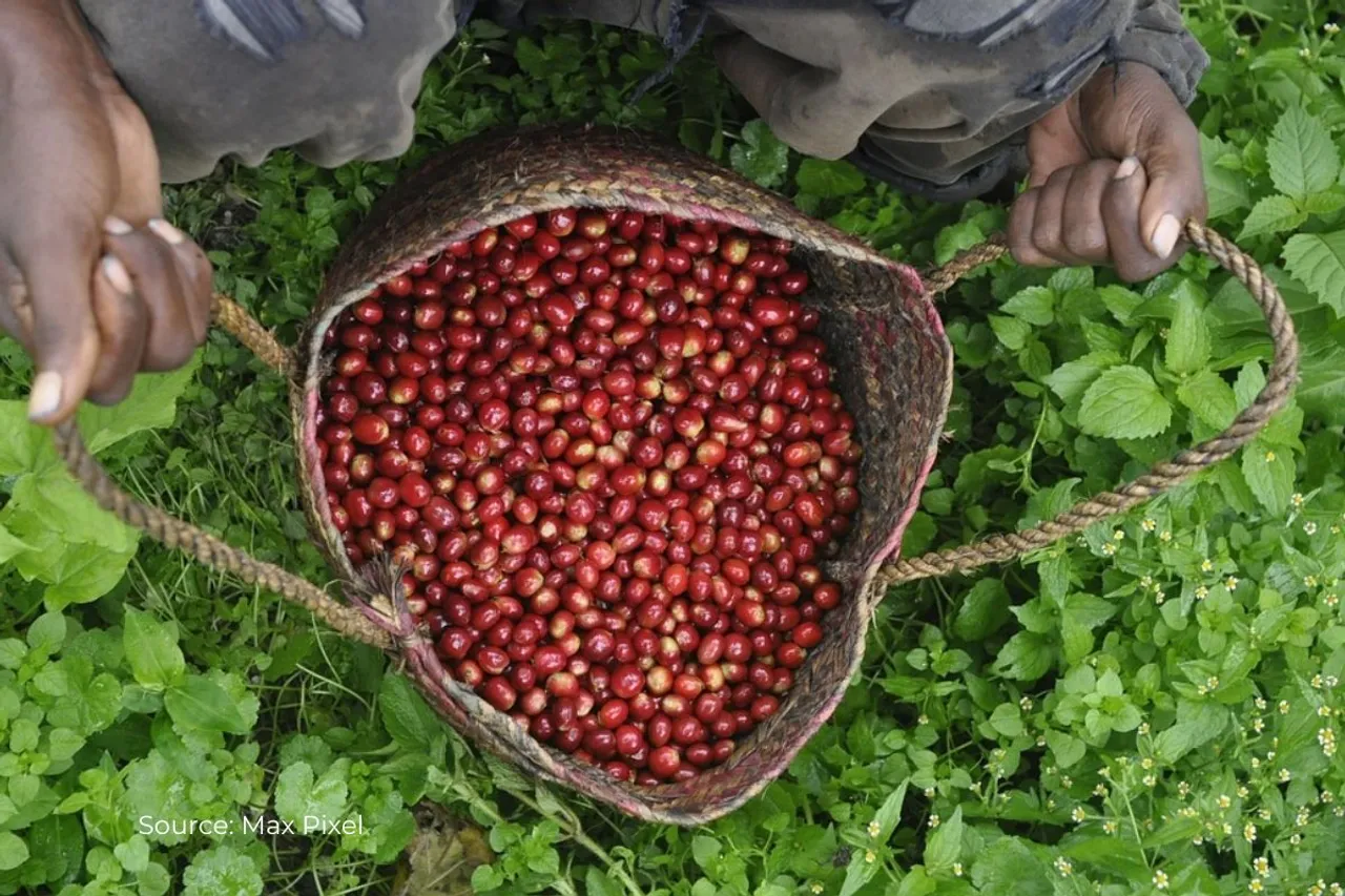 Do you like coffee? This is how climate change could cause it to rise in price