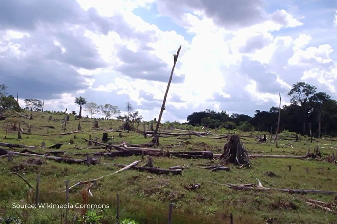 How climate change impacts tree growth and wood quality?