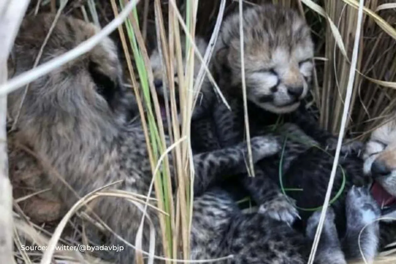 Four cubs born to one of the Cheetahs translocated to India