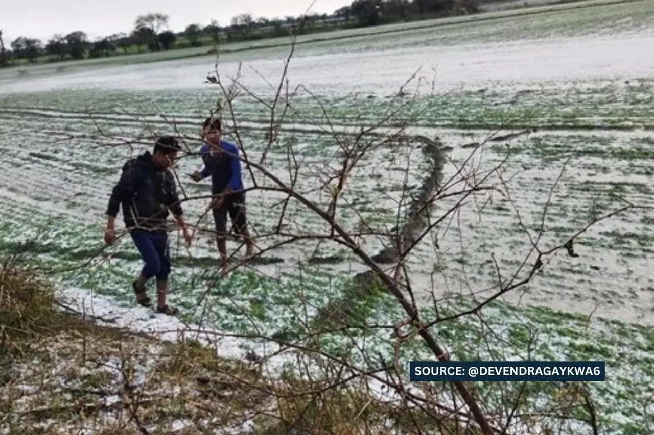 hailstorm in mp wheat crop destroyed