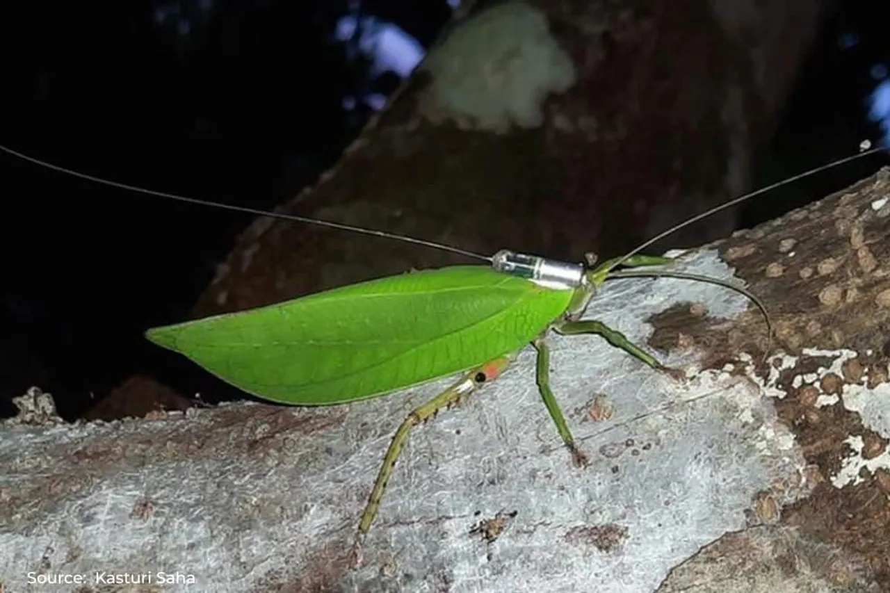 Female Grasshoppers face higher predation risk: study finds