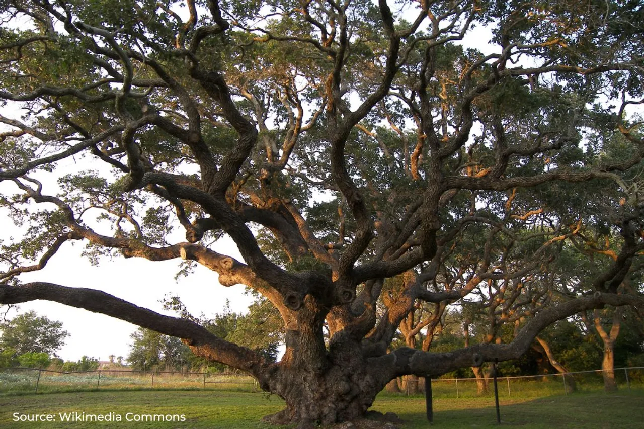 Saving big trees can help fight climate change and protect wildlife