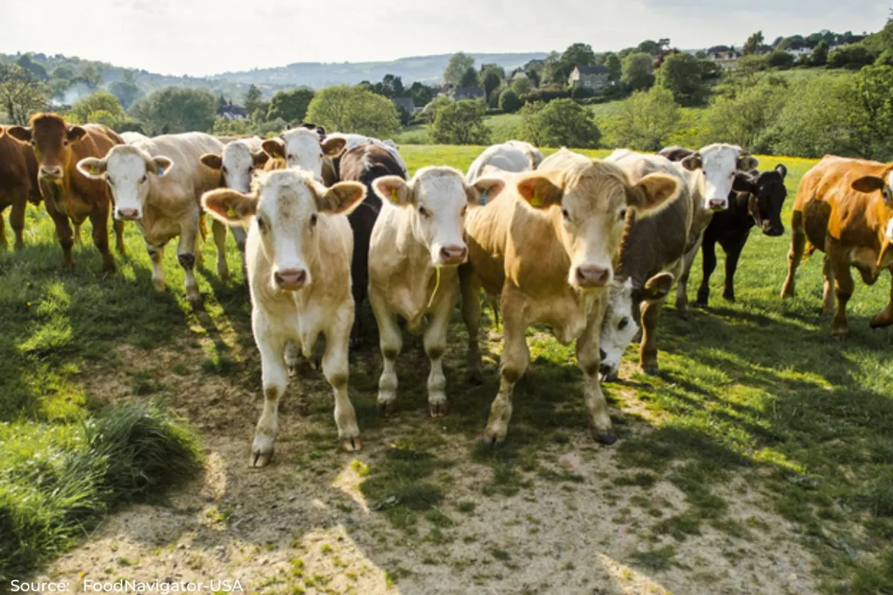 What is carbon-neutral milk, how could it help fight climate change?