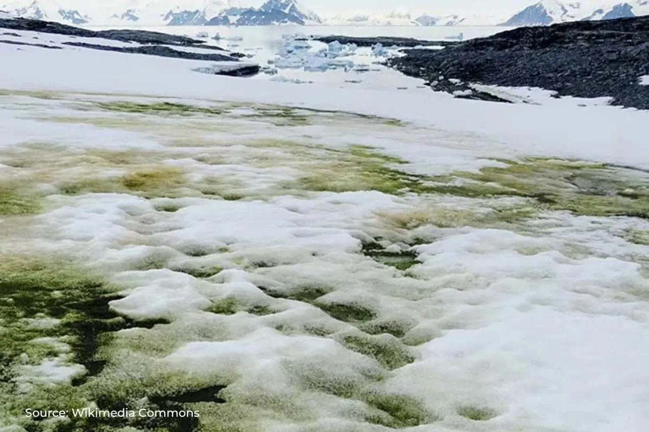 Algae bloom in snow increasing, how does it impact mountains?
