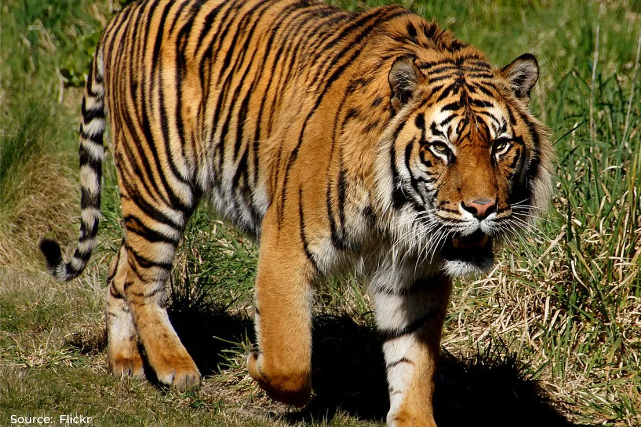 50 years of India’s Tiger Project, checkout new tigers tally