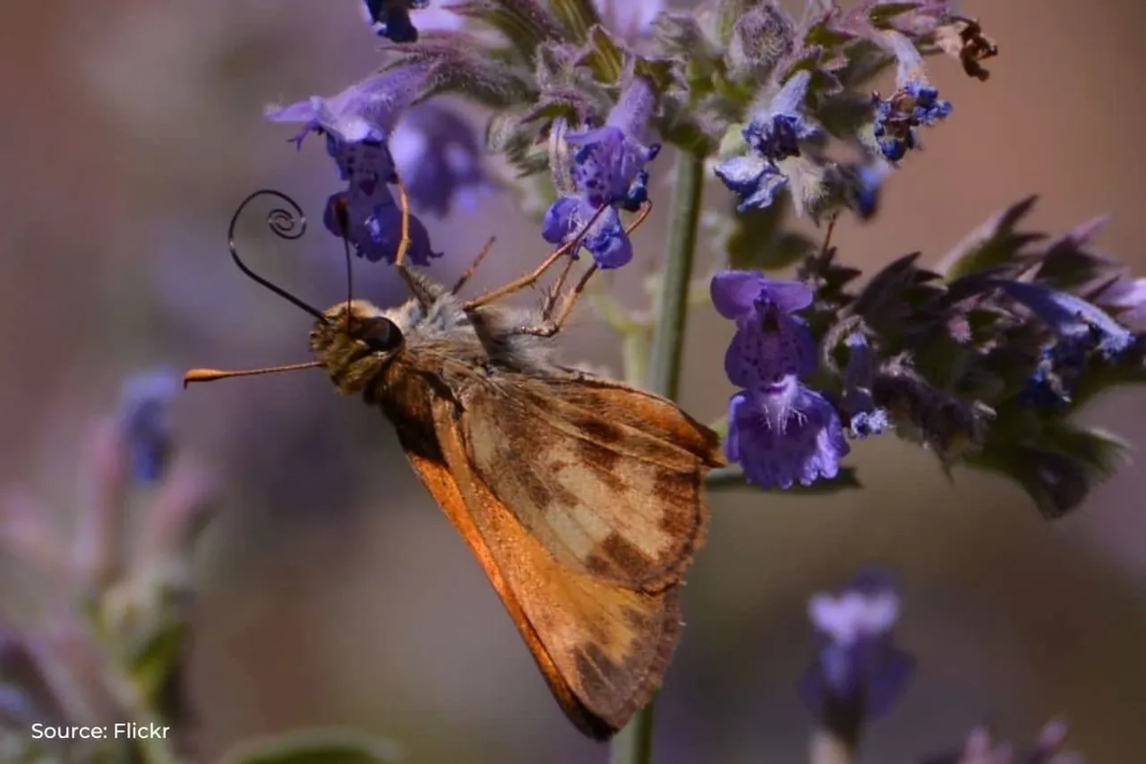 Global pollinators decline linked to 500,000 yearly deaths: Study