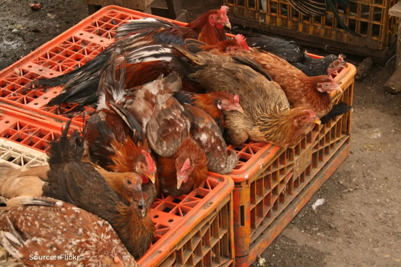 First human death in China from H3N8 Bird flu, how it transmits?
