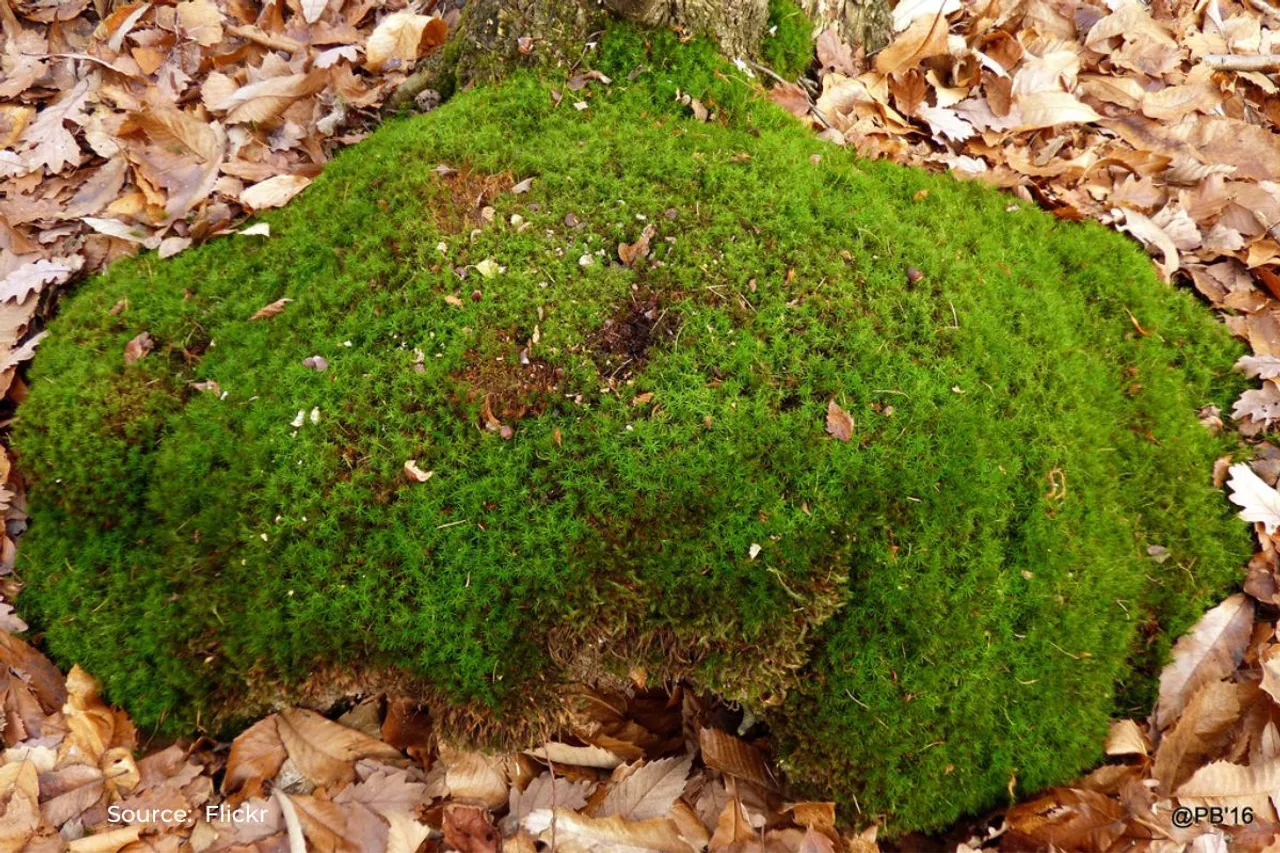 Can a square meter of moss absorb more CO2 than a mature tree?