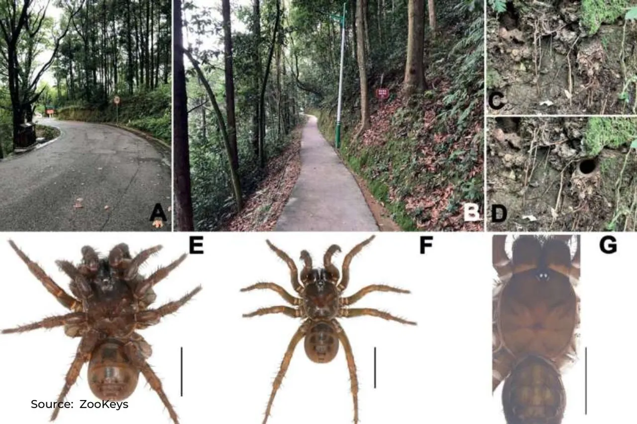 3 spider species of dinosaur age discovered in China