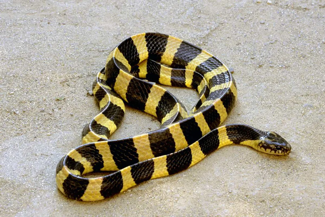 branded krait snake facing extinction threats