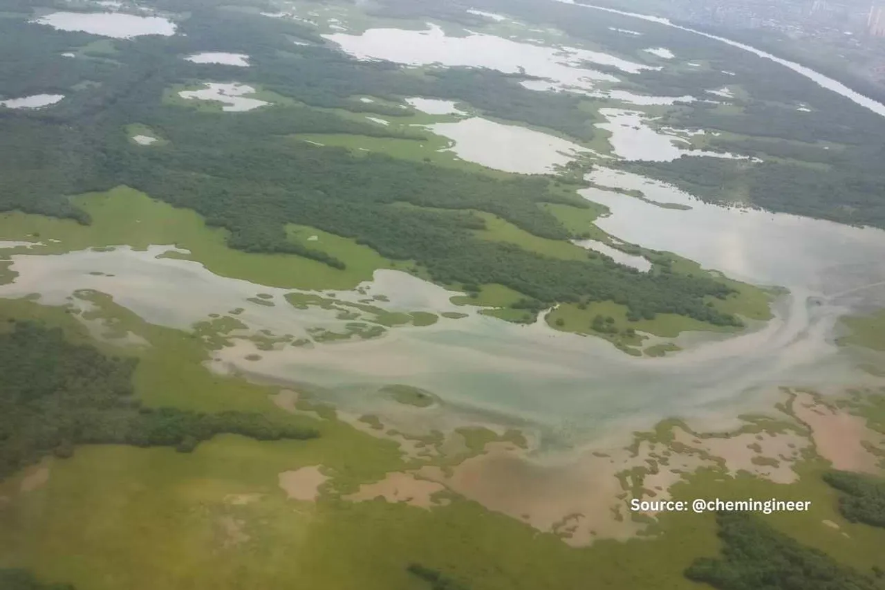 mangroves of Mumbai