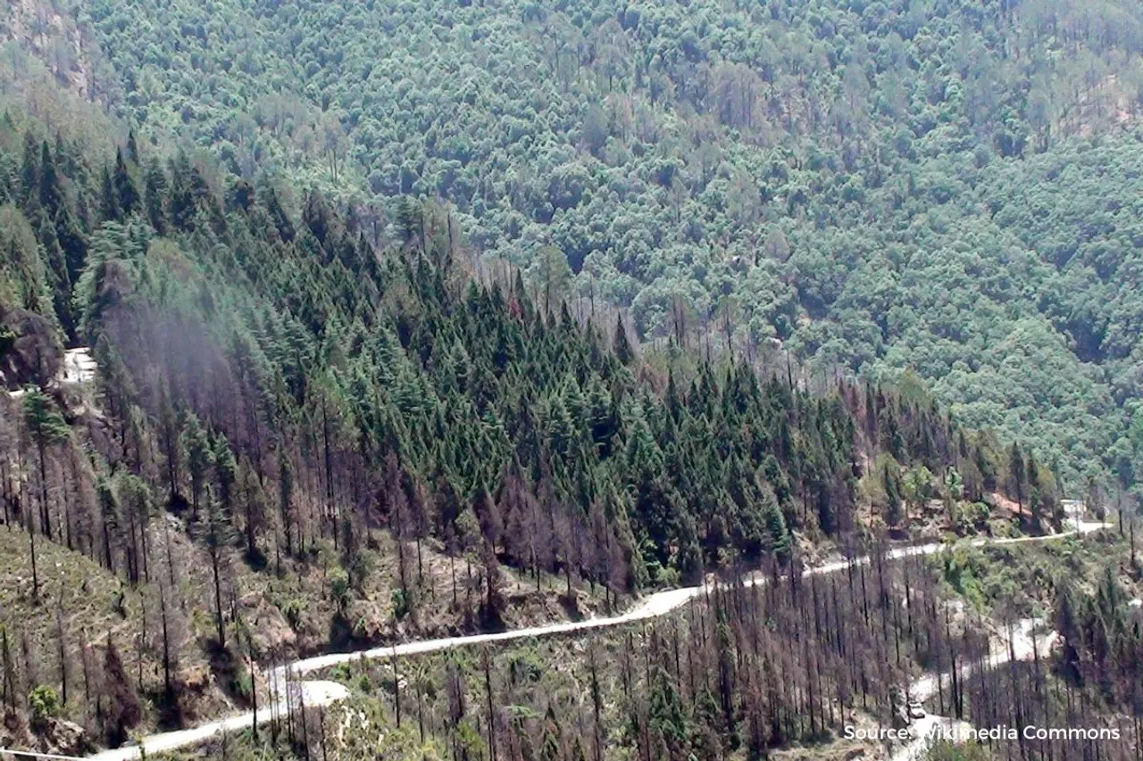 Green Trees in U'khand forests face axe for fire line Maintenance
