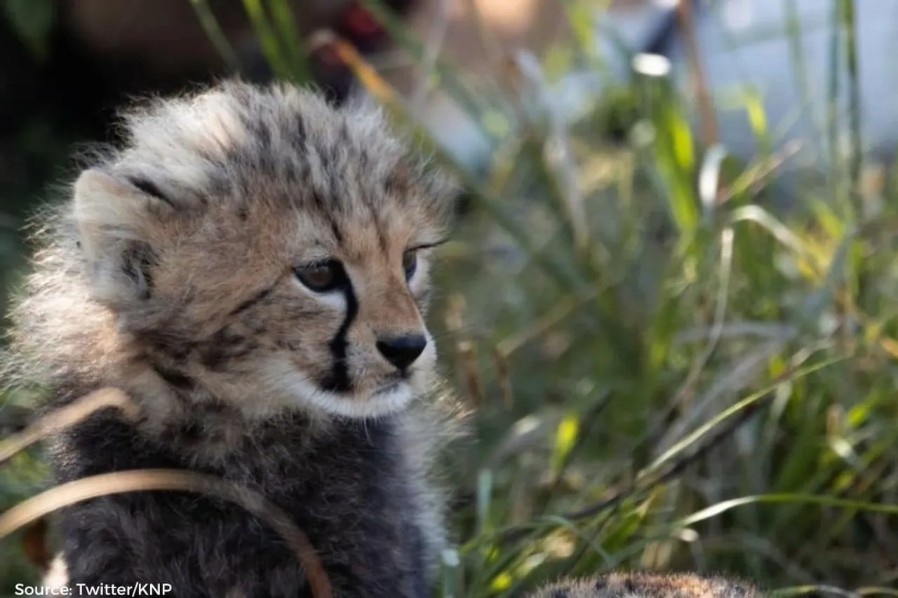 One cheetah cub died in Kuno national park, this is the reason