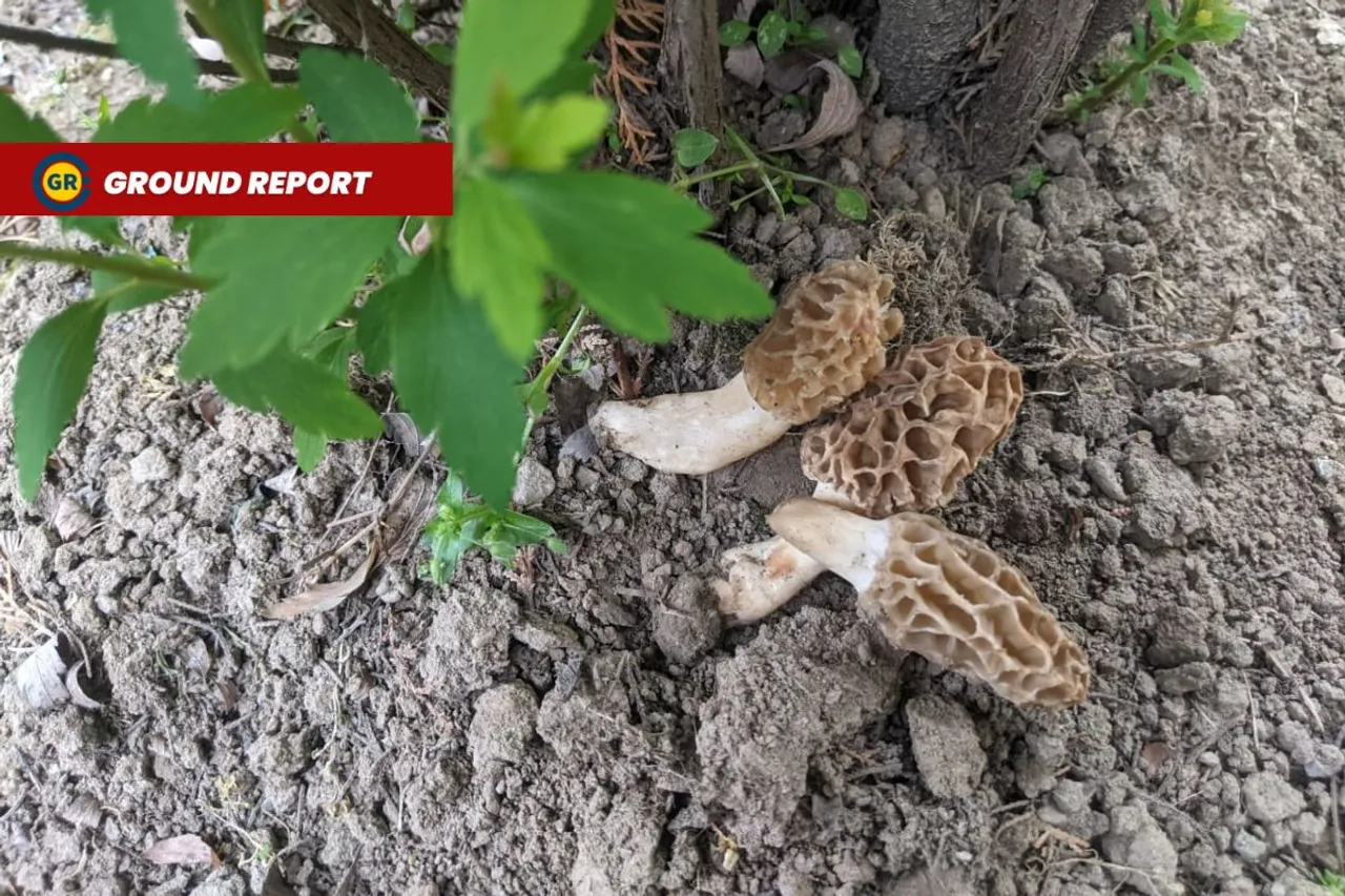 Gucchi mushrooms: Latest victim of climate change in Himalayan region