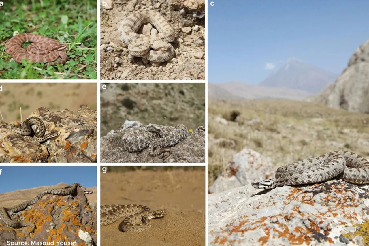 Hidden Threats: Climate change's impact on snakebite risk in Iran
