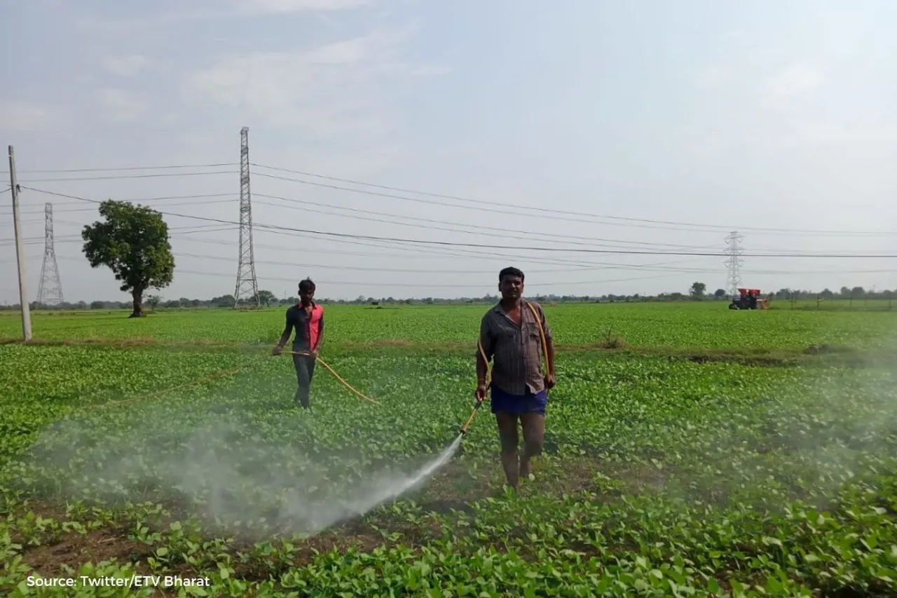 Why Farmers in MP using alchohol as pesticide?