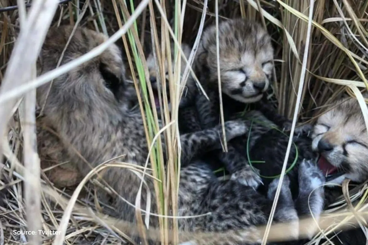 Difference of temp in Namibia & India, reason of Cheetah cubs' deaths?