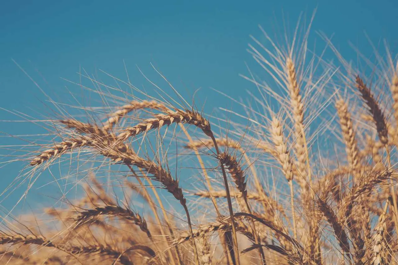 Rising temperatures threaten wheat yields in India: Study
