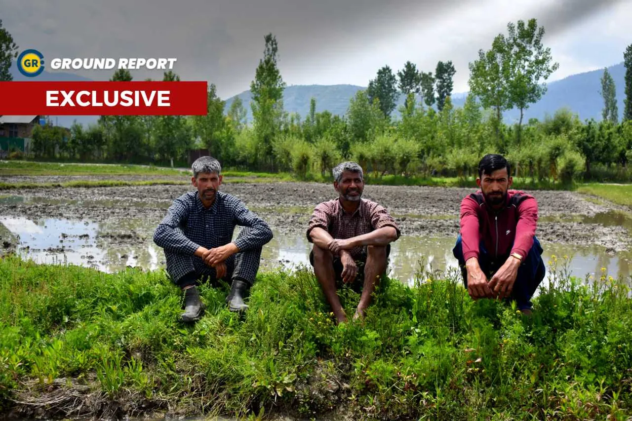 resurgence of wild boar in Kashmir, Farmers in despair