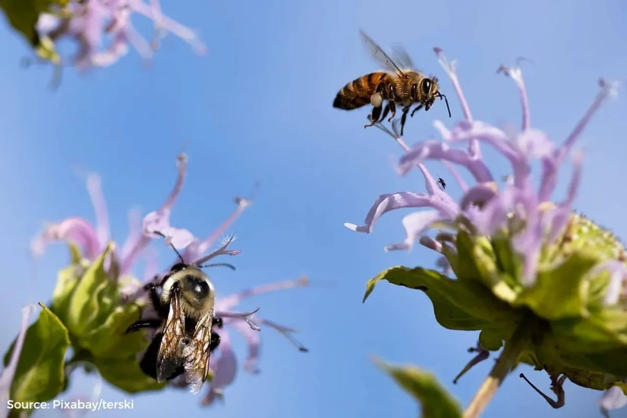 Decrease in pollinators could result in significant losses for farmers