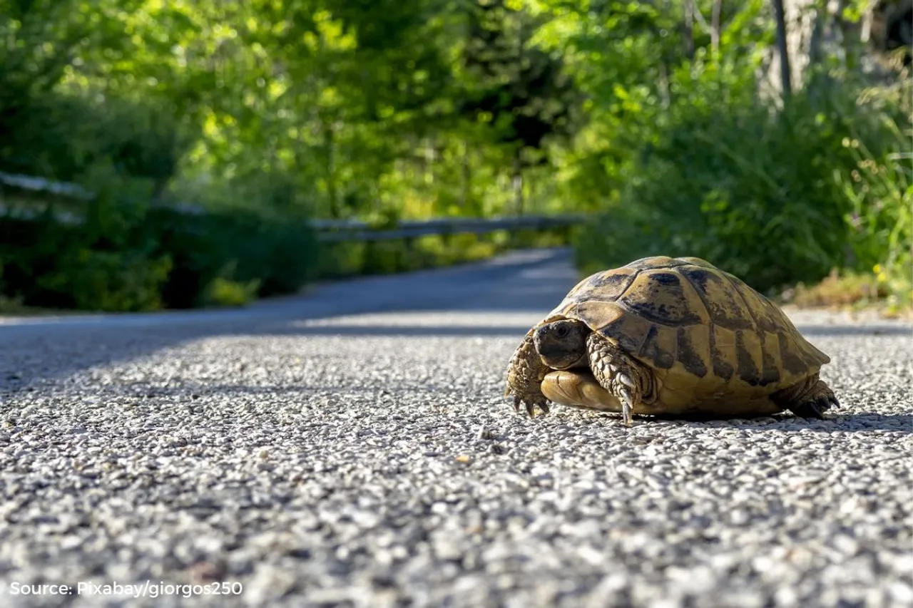 What to do if you see a Turtle on the road
