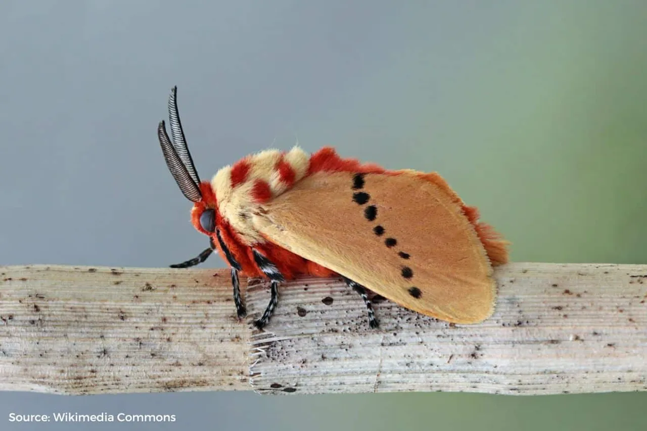 Why saving moths could be just as important as preserving bees?