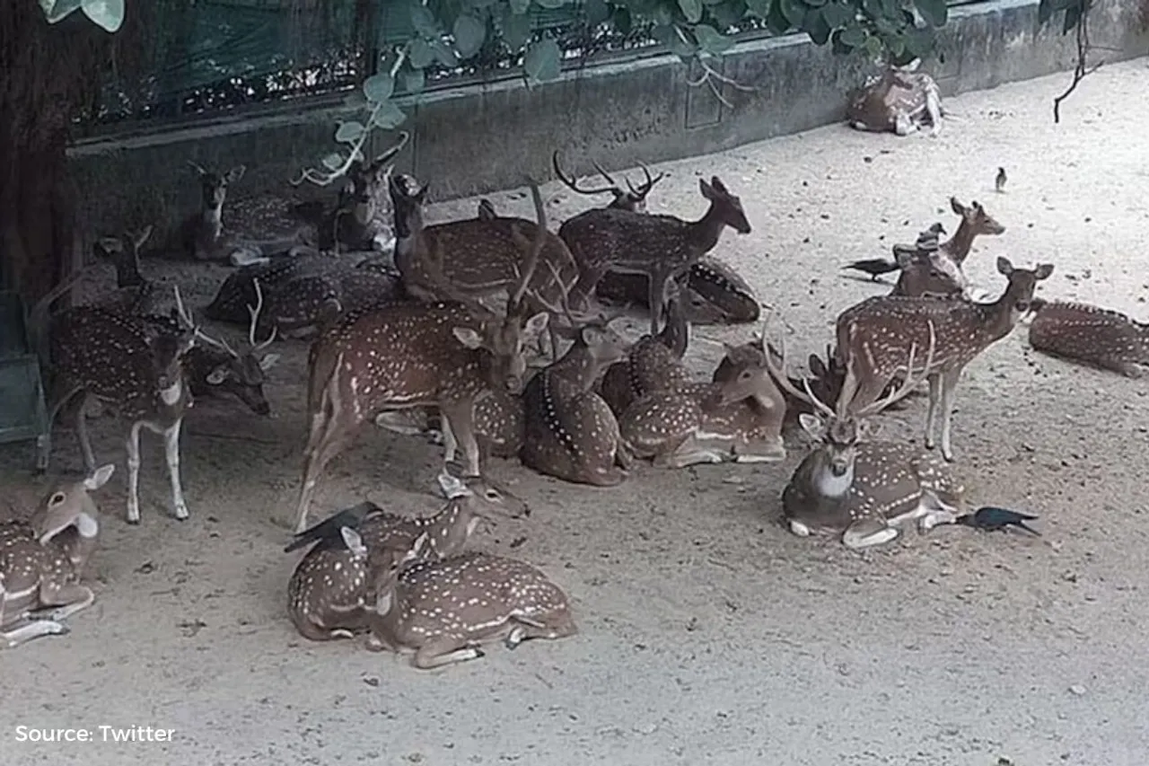 Why Delhi’s deer park is shutting down?