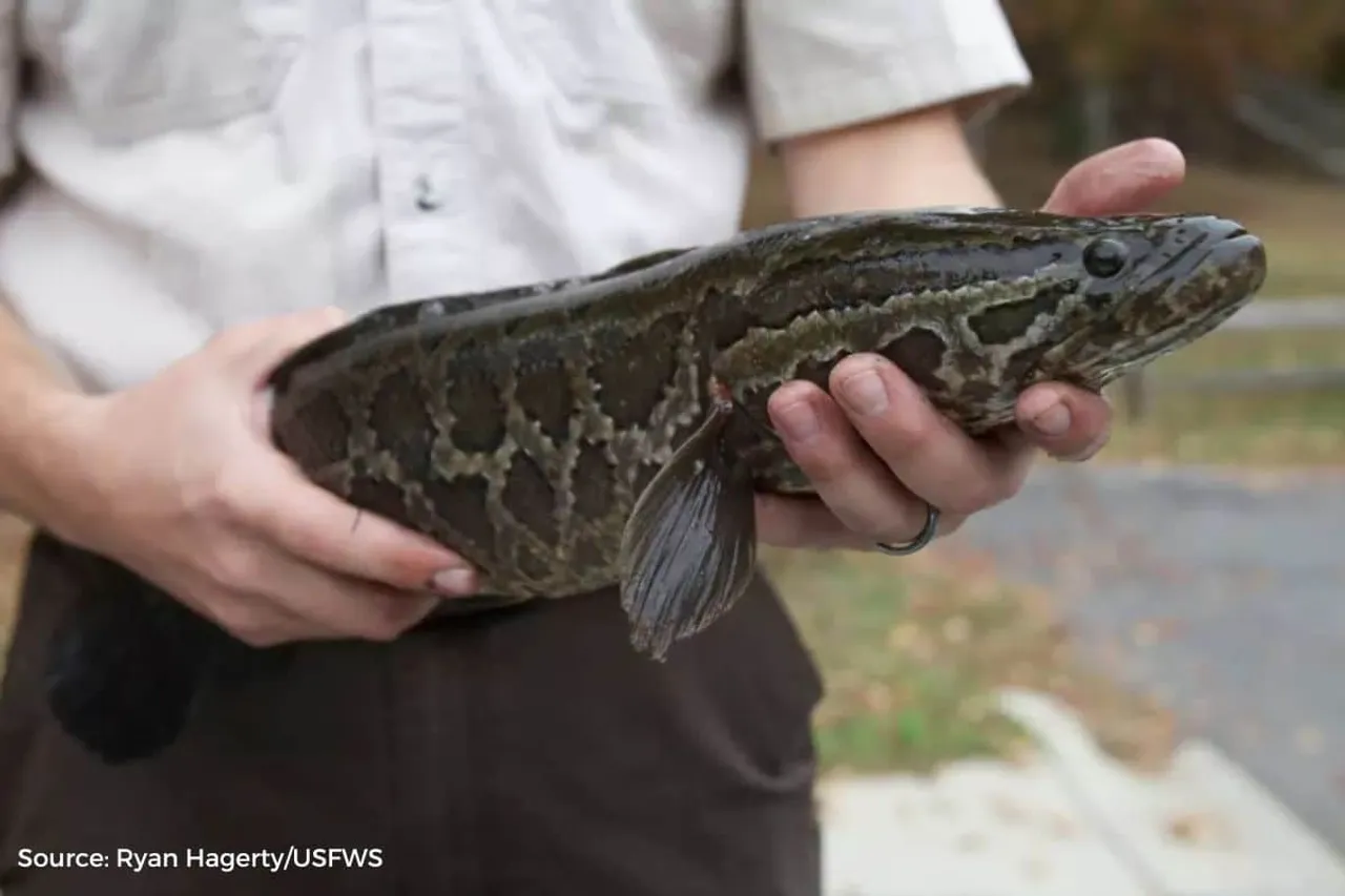 Snakehead Fish: Fish survives without water and grows to 3 ft in Missouri, US