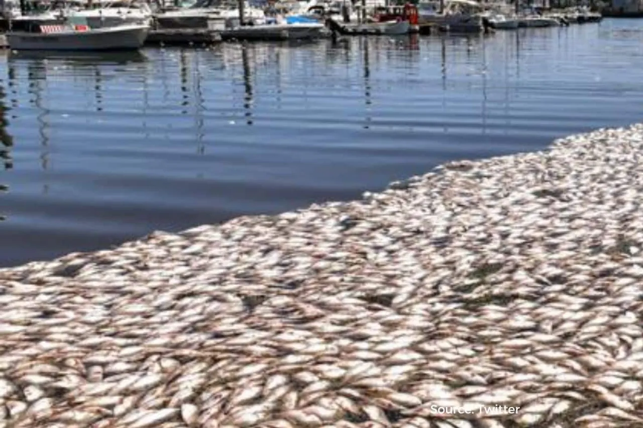 Why thousands of dead fish fill Salem Harbor, Massachusetts?