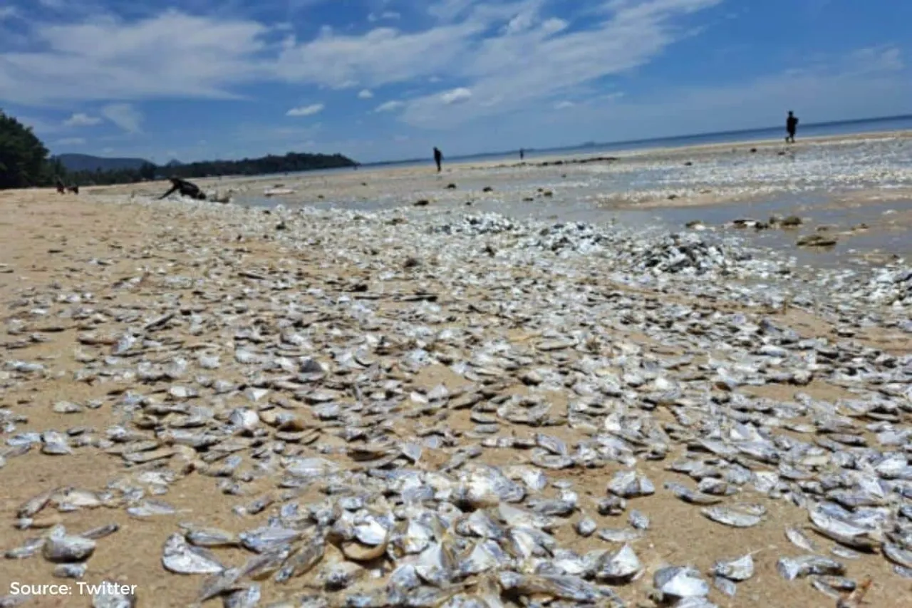 Dead fish washed up on Thai beach Thailand: Is climate change to blame?