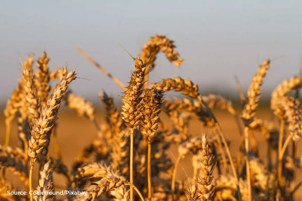 Grain crisis in Ukraine: farmers struggle as 2.5 million tonnes could rot in silos