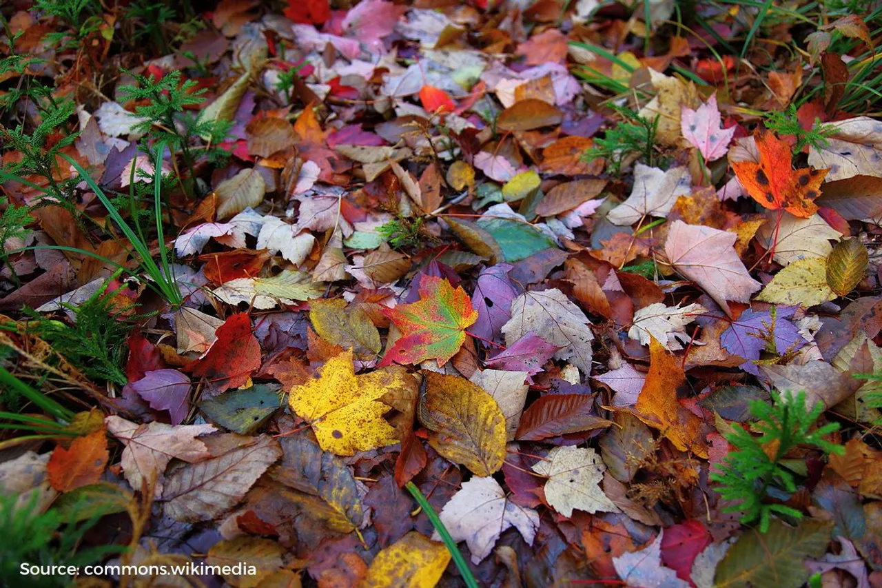 Climate change and leaf fall: How summer solstice shapes autumn leaf fall