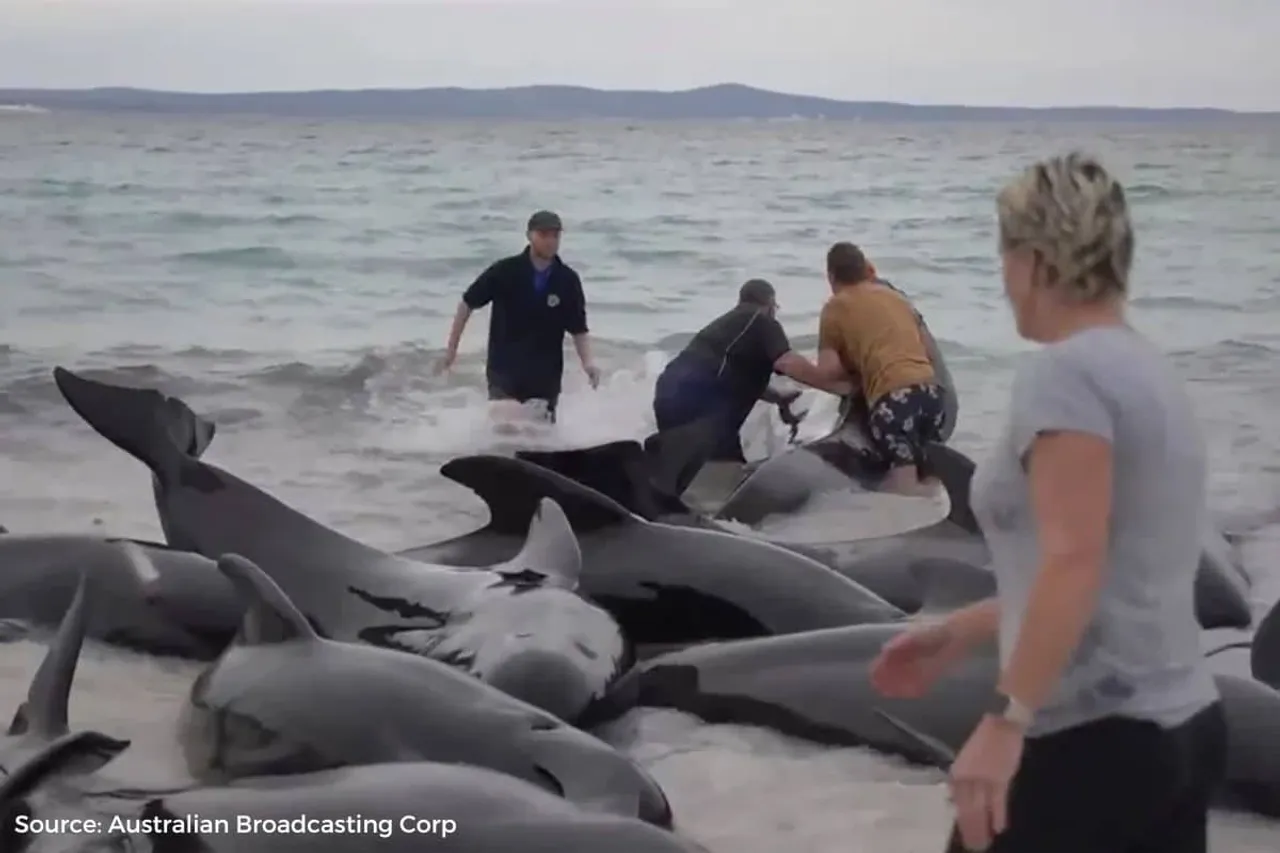 Australia: Over 50 pilot whales found dead, 45 euthanized