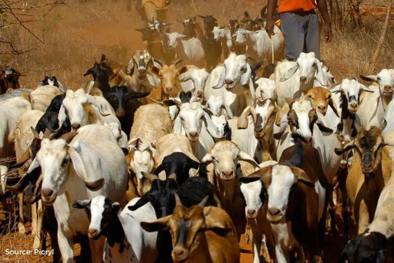 Know about Jeev Daya Sansthan that bought 250 goats in UP to save them