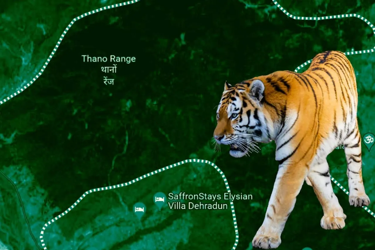 Tigers in Thanos forest