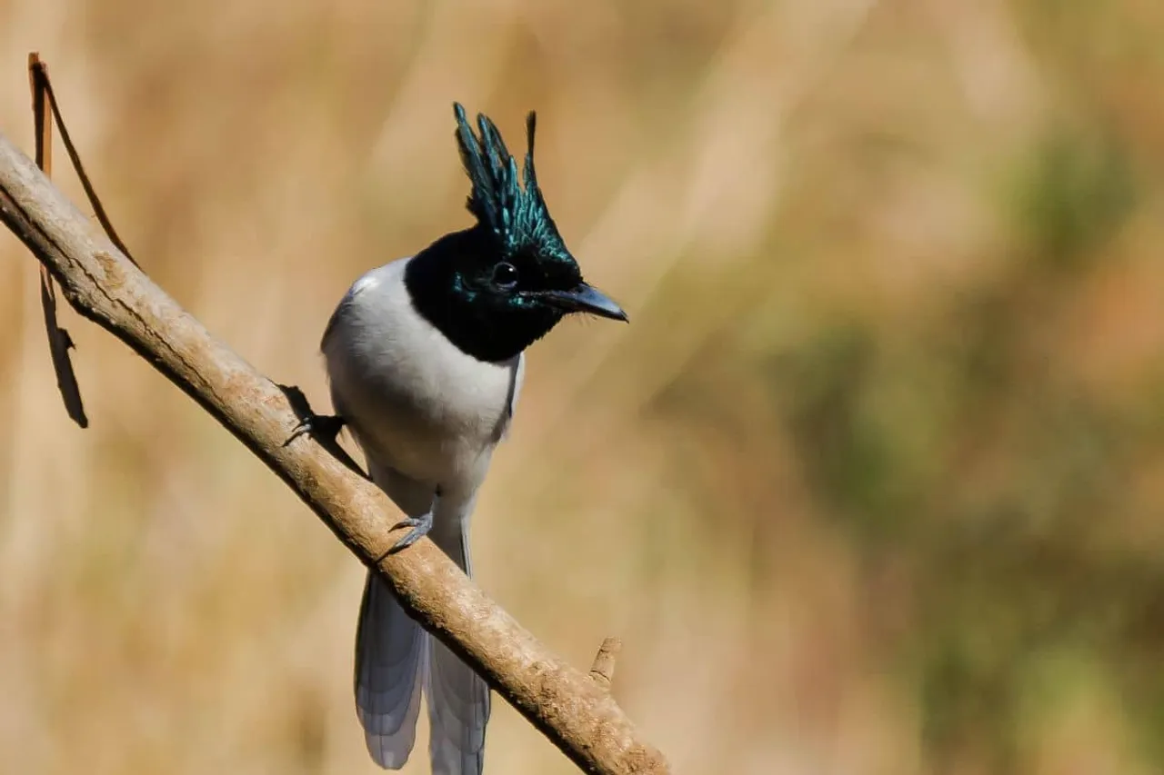 Rising temperature is causing decline in bird diversity in cities