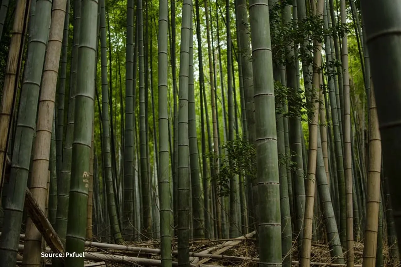 Bamboo is about to flower for first time in 120 Yrs, but this could be bad news
