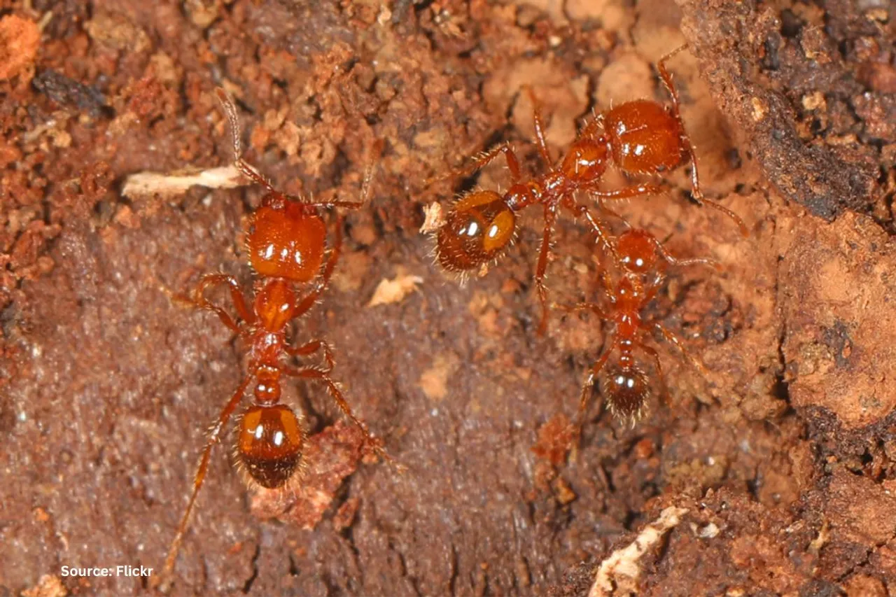 Red Fire Ants: A costly threat to Europe
