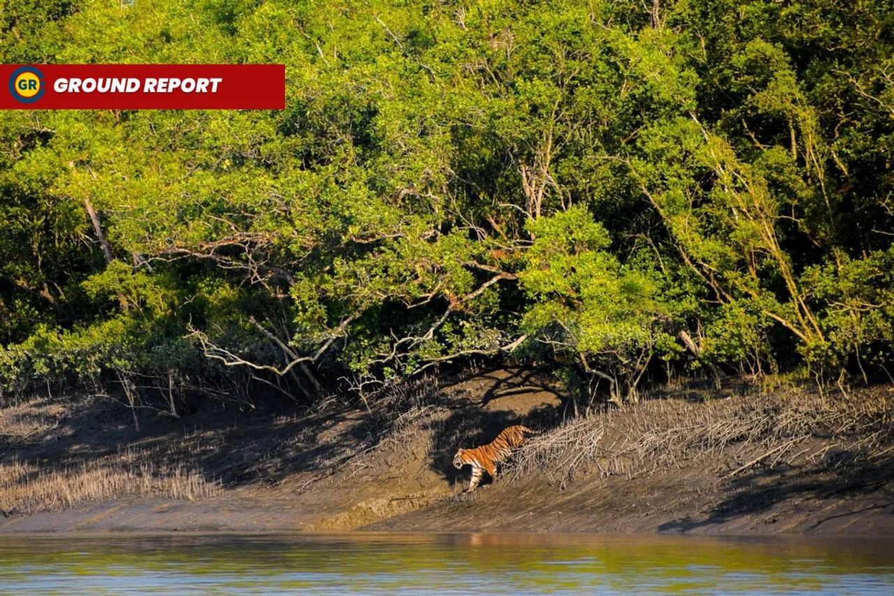 Sundarbans revival: story of hope, struggle, & recovery through Mangrove plantation