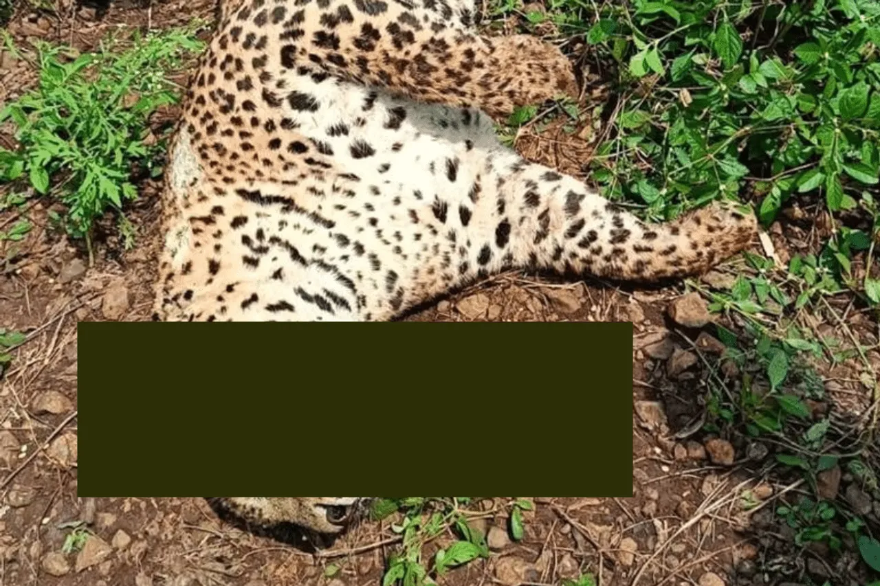 leopard death mystry mhow