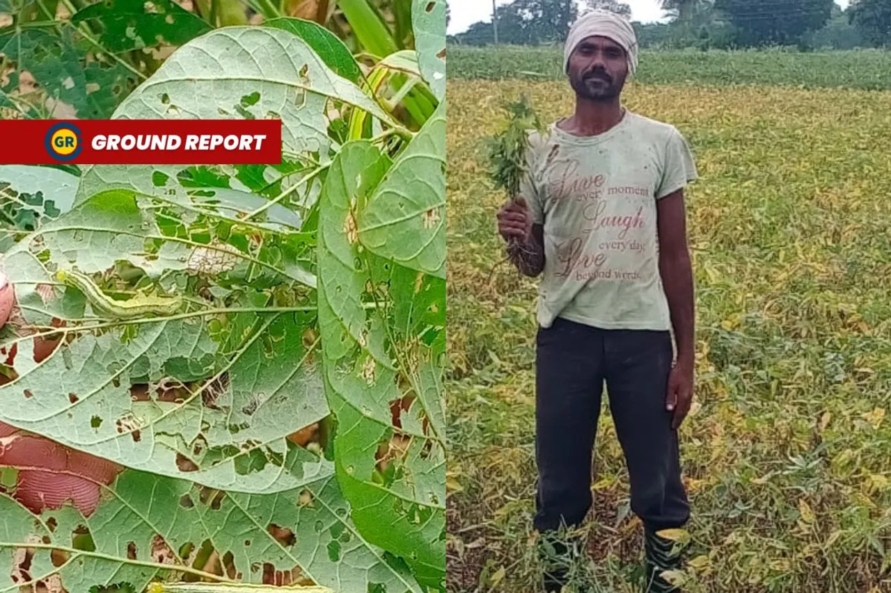 soyabean crop destroyed in madhya pradesh 2023